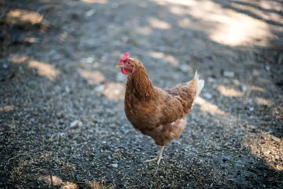 Pehlinger Hof - Adam's Bauernstube – Impression 2