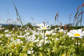 Campingplatz Weierweiler-Mühle