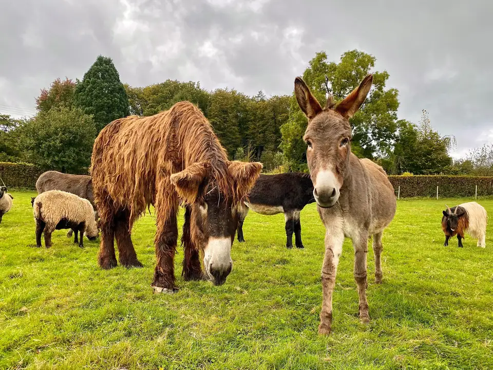 Reisemobilstellplatz Freizeitzentrum Finkenrech – Impression 2