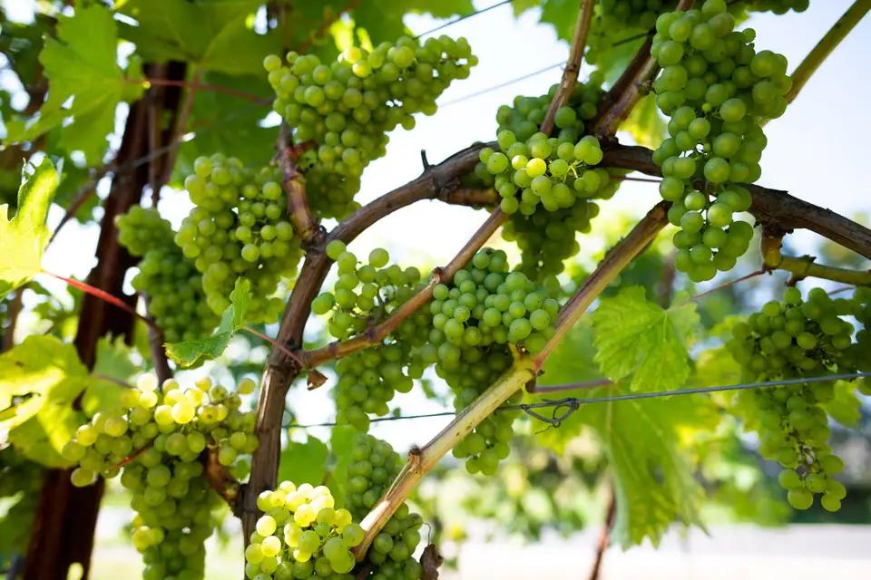 Pehlinger Hof - Adam's Bauernstube – Impression 6