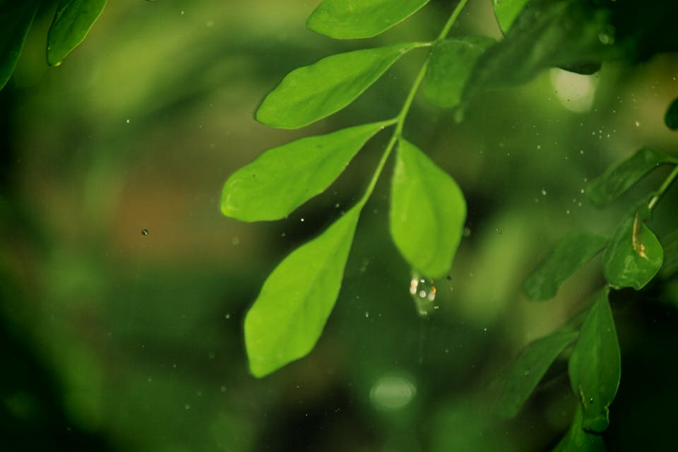Kulinarisches Picknick