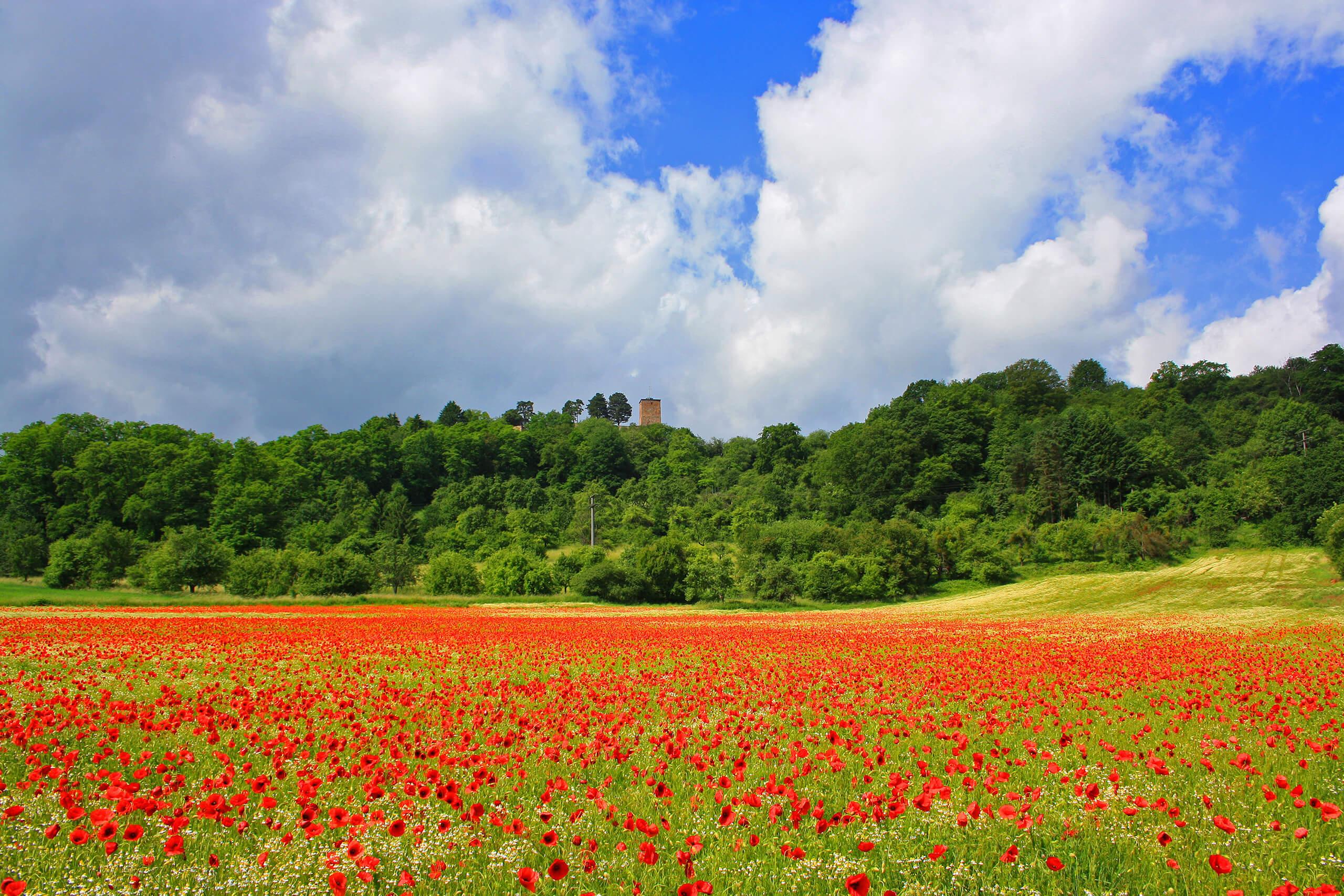 Mohnblumenfeld vor der SiersburgGüntherSchneider Burg Siersberg